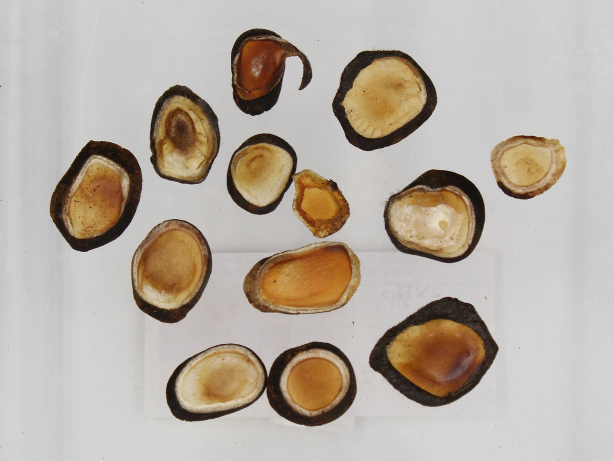 鹿嘴茸B级5g – BaoHeHang